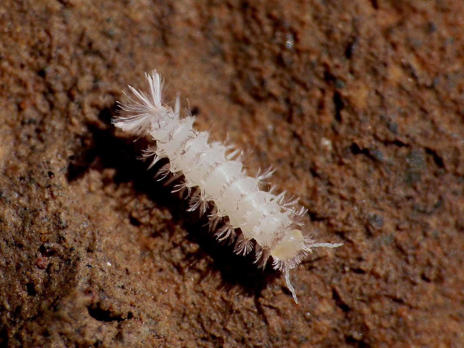 Polyxenida Lophoproctidae: Lophoproctus sp.